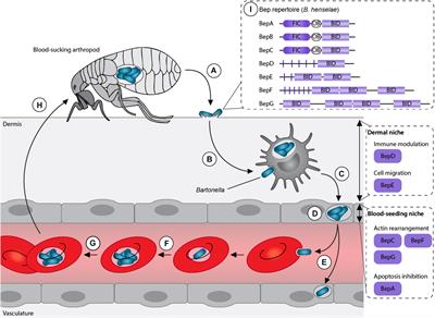 The Impact of Bartonella VirB/VirD4 Type IV Secretion System Effectors on Eukaryotic Host Cells